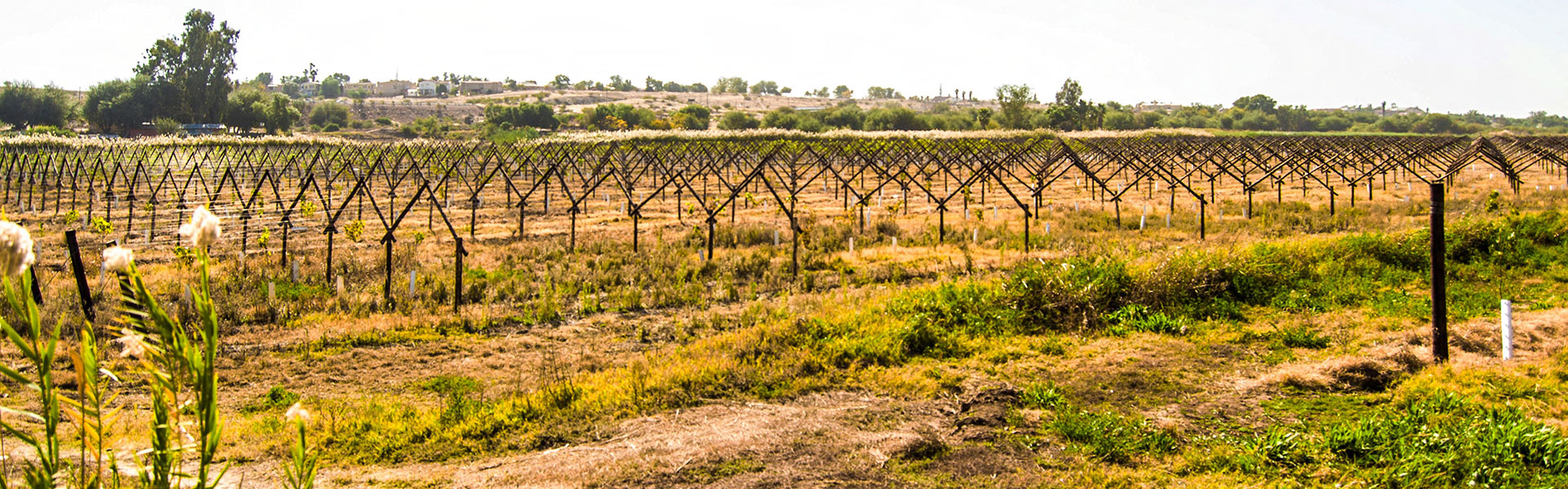 SL-Pic-07: Lemoendraai Agricultural Cooperative: Production of Lucerne, Colombar & Chenin Blanc Grapes in Northern Cape